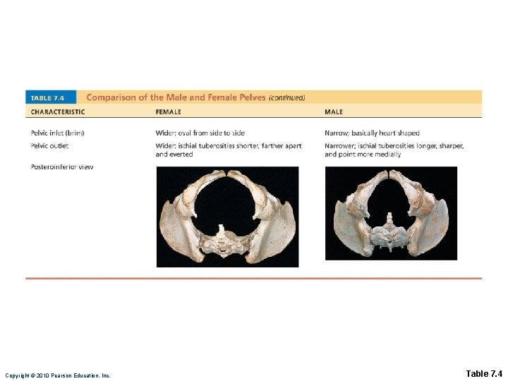 Copyright © 2010 Pearson Education, Inc. Table 7. 4 