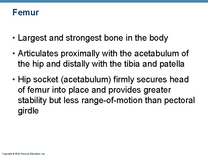 Femur • Largest and strongest bone in the body • Articulates proximally with the
