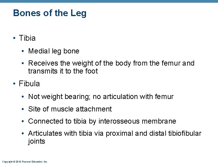 Bones of the Leg • Tibia • Medial leg bone • Receives the weight