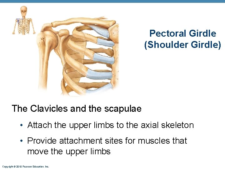 Pectoral Girdle (Shoulder Girdle) The Clavicles and the scapulae • Attach the upper limbs