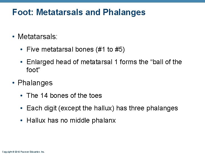 Foot: Metatarsals and Phalanges • Metatarsals: • Five metatarsal bones (#1 to #5) •