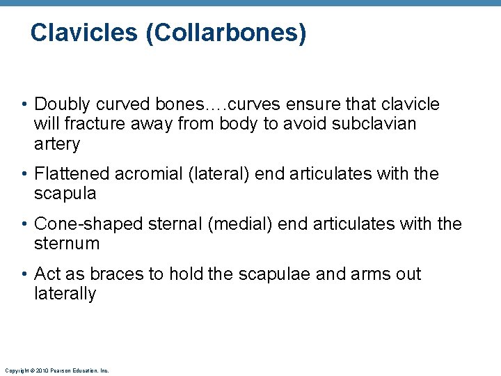 Clavicles (Collarbones) • Doubly curved bones…. curves ensure that clavicle will fracture away from