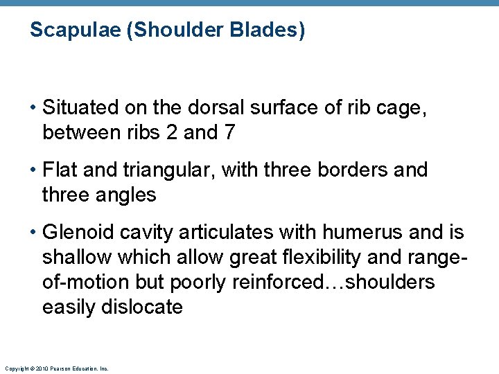 Scapulae (Shoulder Blades) • Situated on the dorsal surface of rib cage, between ribs