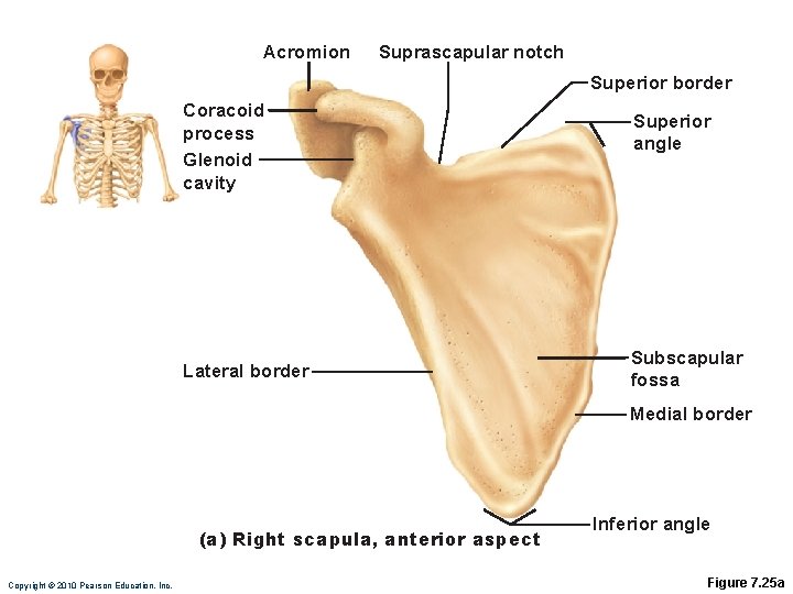 Acromion Suprascapular notch Superior border Coracoid process Glenoid cavity Lateral border Superior angle Subscapular