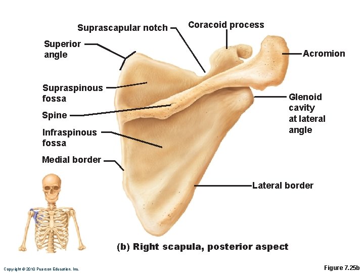 Suprascapular notch Coracoid process Superior angle Supraspinous fossa Spine Infraspinous fossa Acromion Glenoid cavity
