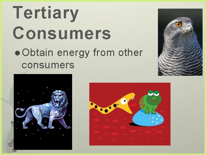 Tertiary Consumers Obtain energy from other consumers 