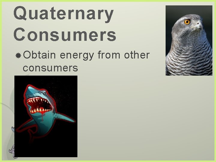 Quaternary Consumers Obtain energy from other consumers 