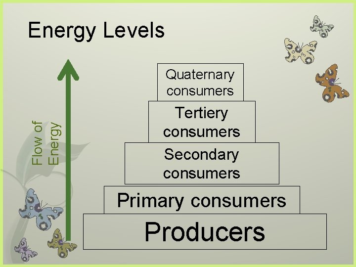 Energy Levels Flow of Energy Quaternary consumers Tertiery consumers Secondary consumers Primary consumers Producers