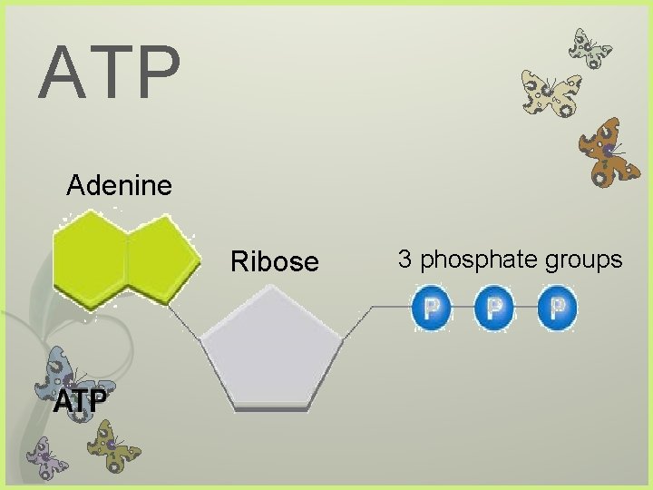 ATP Adenine Ribose 3 phosphate groups 