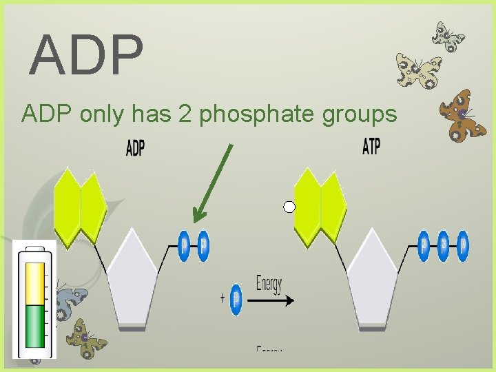 ADP only has 2 phosphate groups 