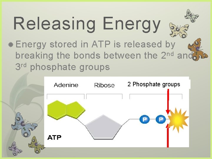 Releasing Energy stored in ATP is released by breaking the bonds between the 2