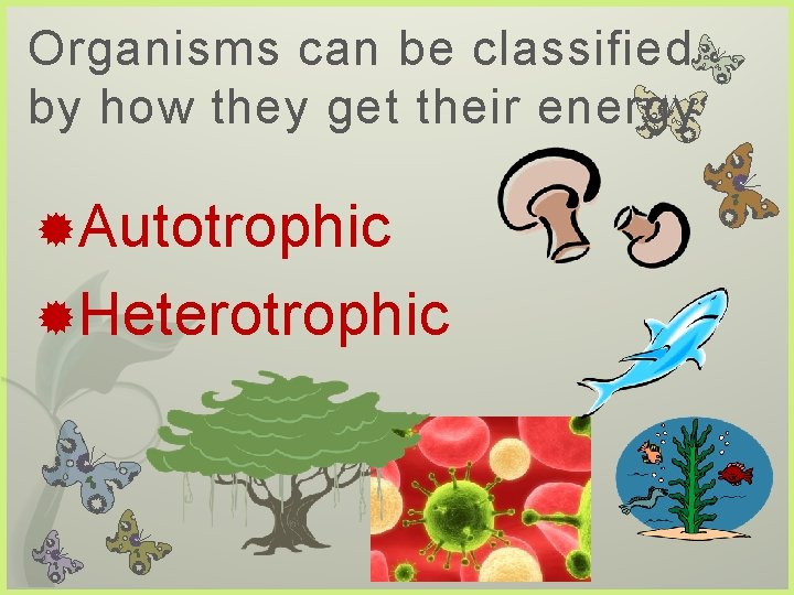 Organisms can be classified by how they get their energy Autotrophic Heterotrophic 