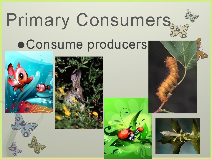Primary Consumers Consume producers 