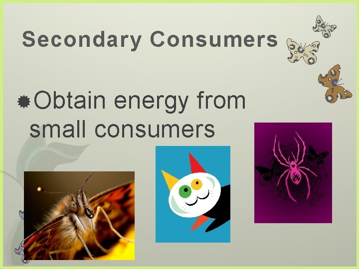 Secondary Consumers Obtain energy from small consumers 