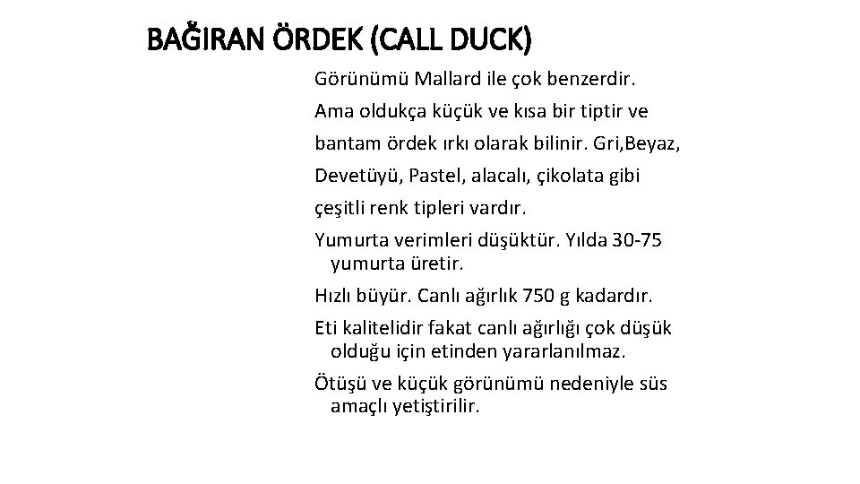 BAĞIRAN ÖRDEK (CALL DUCK) Görünümü Mallard ile çok benzerdir. Ama oldukça küçük ve kısa