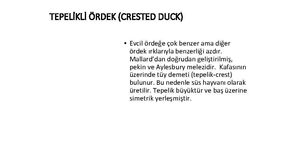 TEPELİKLİ ÖRDEK (CRESTED DUCK) • Evcil ördeğe çok benzer ama diğer ördek ırklarıyla benzerliği