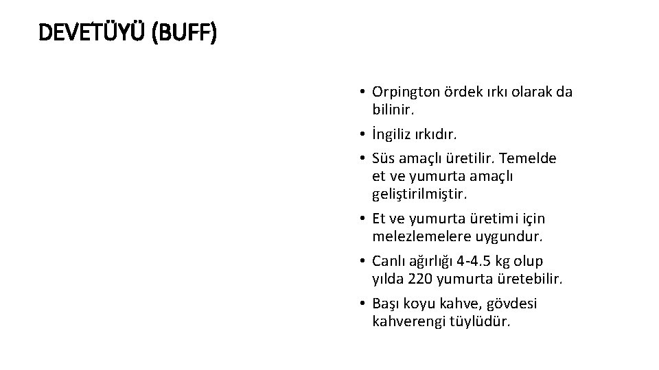 DEVETÜYÜ (BUFF) • Orpington ördek ırkı olarak da bilinir. • İngiliz ırkıdır. • Süs