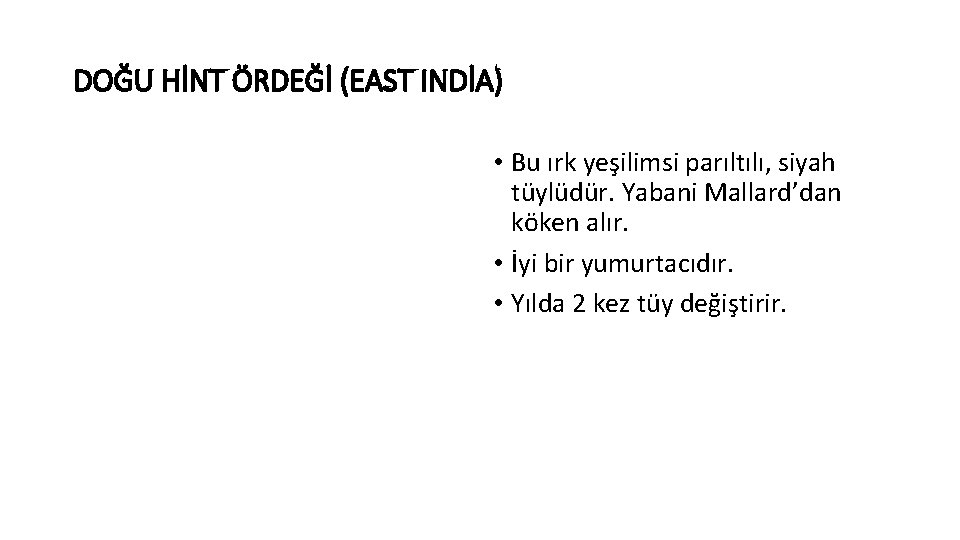 DOĞU HİNT ÖRDEĞİ (EAST INDİA) • Bu ırk yeşilimsi parıltılı, siyah tüylüdür. Yabani Mallard’dan