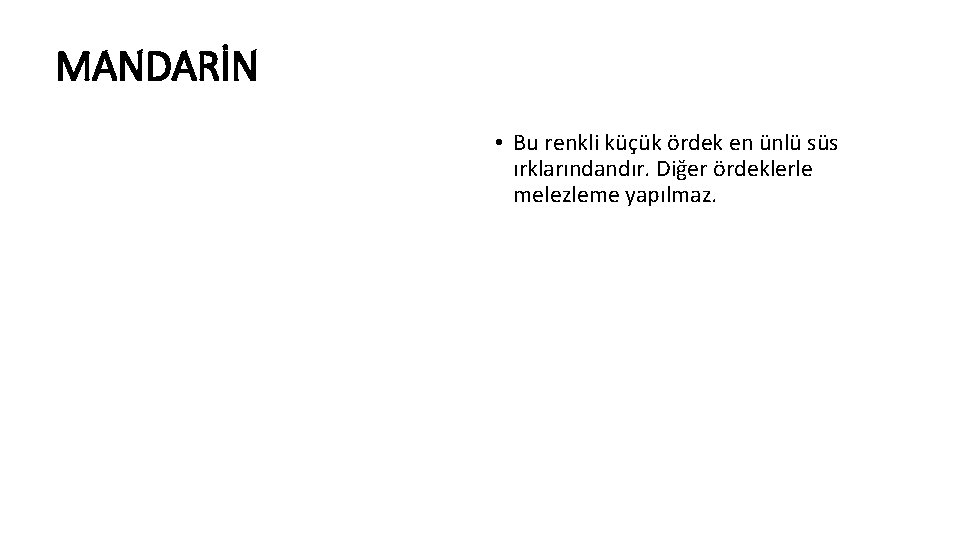 MANDARİN • Bu renkli küçük ördek en ünlü süs ırklarındandır. Diğer ördeklerle melezleme yapılmaz.