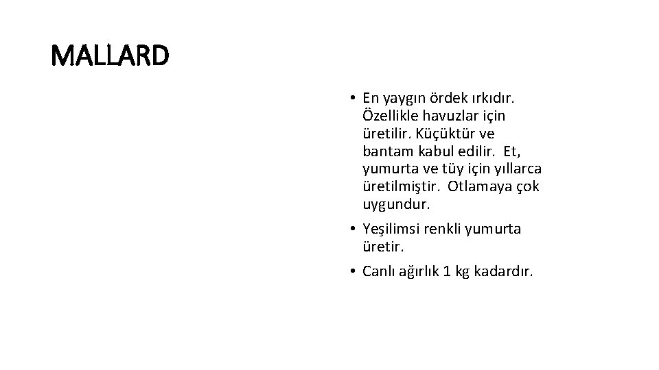 MALLARD • En yaygın ördek ırkıdır. Özellikle havuzlar için üretilir. Küçüktür ve bantam kabul