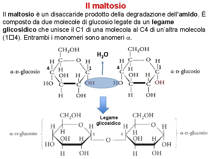 Il maltosio è un disaccaride prodotto della degradazione dell'amido. È composto da due molecole
