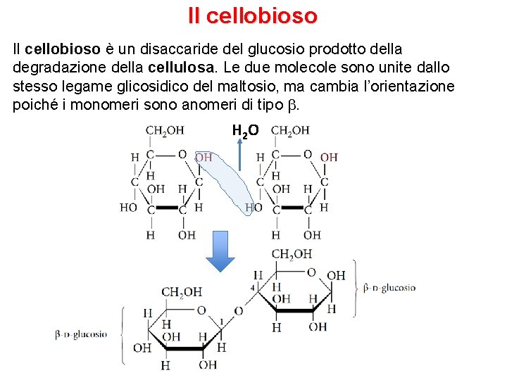 Il cellobioso è un disaccaride del glucosio prodotto della degradazione della cellulosa. Le due