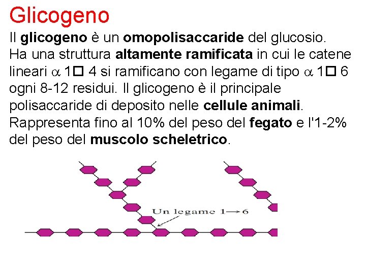 Glicogeno Il glicogeno è un omopolisaccaride del glucosio. Ha una struttura altamente ramificata in