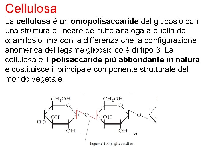 Cellulosa La cellulosa è un omopolisaccaride del glucosio con una struttura è lineare del