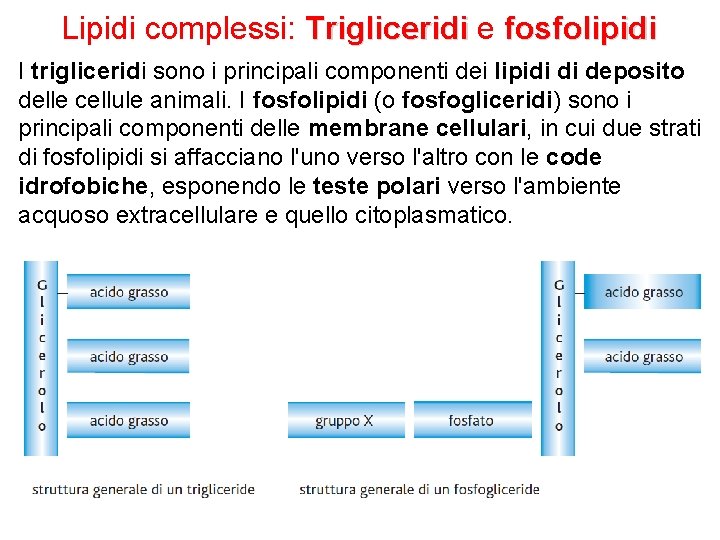 Lipidi complessi: Trigliceridi e fosfolipidi I trigliceridi sono i principali componenti dei lipidi di