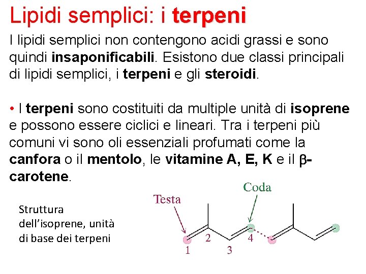 Lipidi semplici: i terpeni I lipidi semplici non contengono acidi grassi e sono quindi