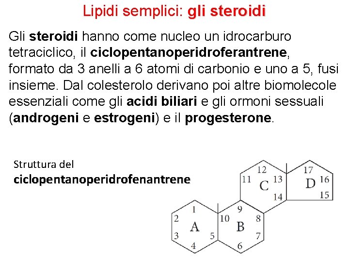 Lipidi semplici: gli steroidi Gli steroidi hanno come nucleo un idrocarburo tetraciclico, il ciclopentanoperidroferantrene,