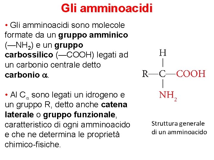 Gli amminoacidi • Gli amminoacidi sono molecole formate da un gruppo amminico (—NH 2)