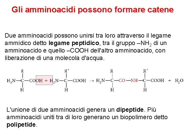 Gli amminoacidi possono formare catene Due amminoacidi possono unirsi tra loro attraverso il legame