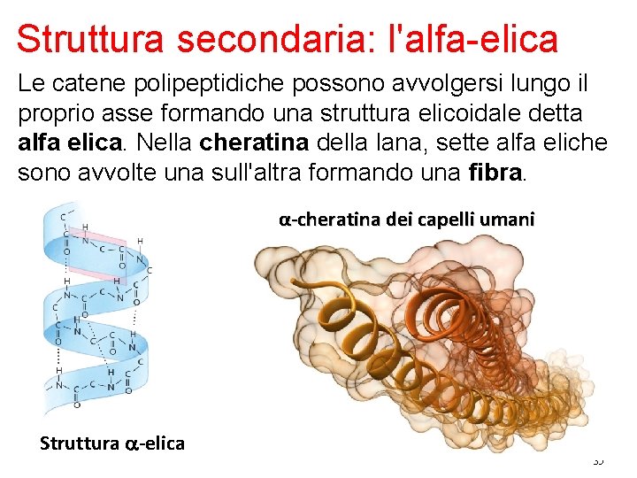 Struttura secondaria: l'alfa-elica Le catene polipeptidiche possono avvolgersi lungo il proprio asse formando una