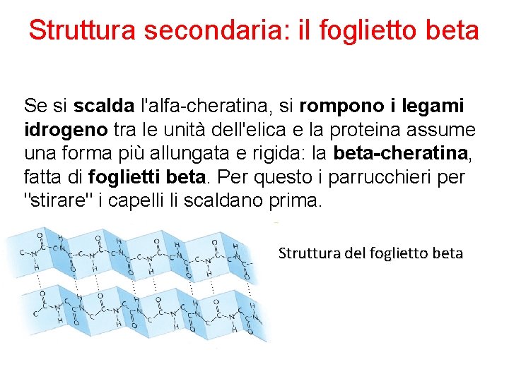 Struttura secondaria: il foglietto beta Se si scalda l'alfa-cheratina, si rompono i legami idrogeno