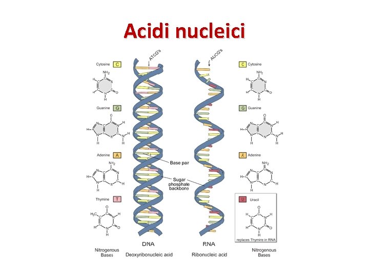Acidi nucleici 