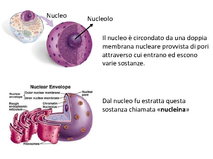 Nucleolo Il nucleo è circondato da una doppia membrana nucleare provvista di pori attraverso