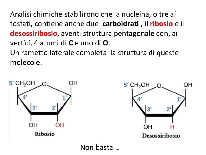 Analisi chimiche stabilirono che la nucleina, oltre ai fosfati, contiene anche due carboidrati ,