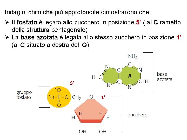 Indagini chimiche più approfondite dimostrarono che: Ø Il fosfato è legato allo zucchero in