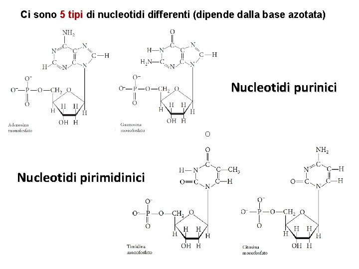 Ci sono 5 tipi di nucleotidi differenti (dipende dalla base azotata) Nucleotidi purinici O