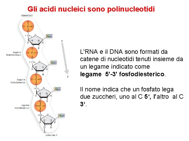 Gli acidi nucleici sono polinucleotidi L'RNA e il DNA sono formati da catene di