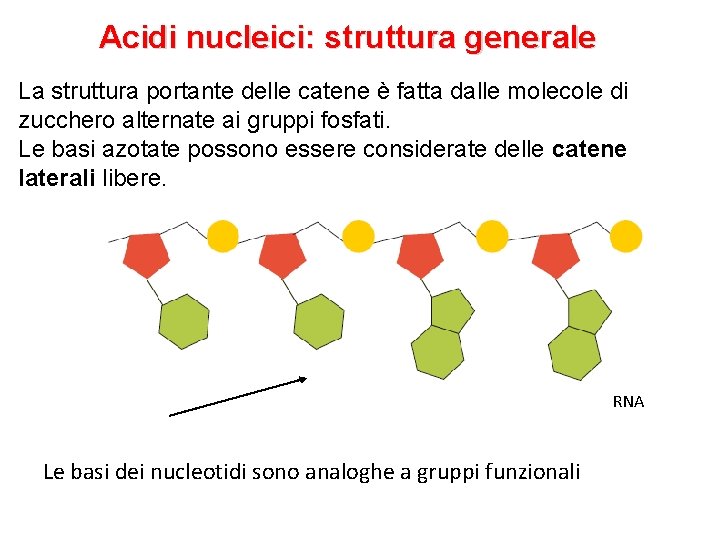 Acidi nucleici: struttura generale La struttura portante delle catene è fatta dalle molecole di