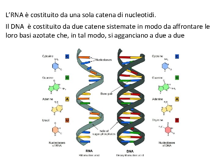 L’RNA è costituito da una sola catena di nucleotidi. Il DNA è costituito da