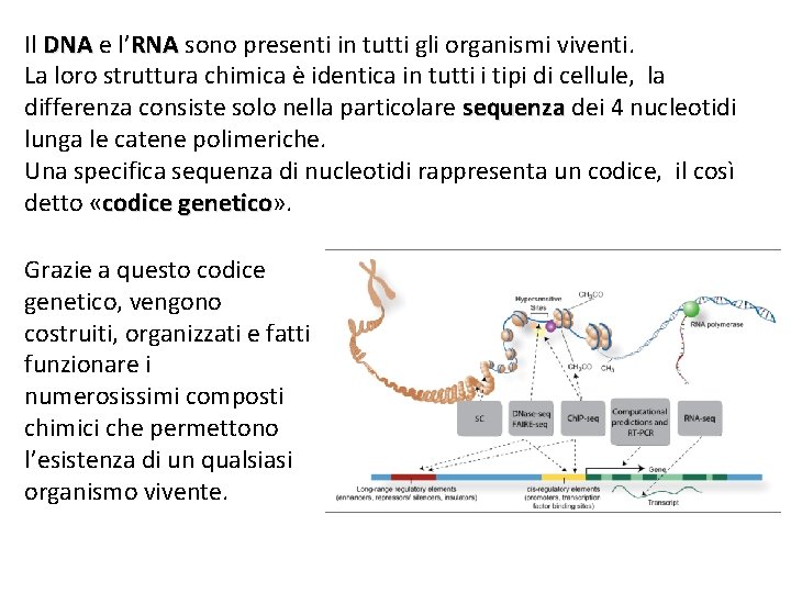 Il DNA e l’RNA sono presenti in tutti gli organismi viventi. La loro struttura