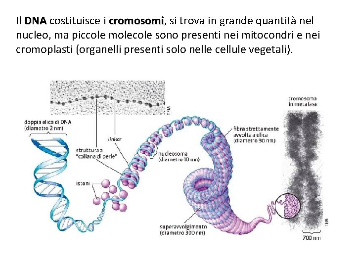 Il DNA costituisce i cromosomi, cromosomi si trova in grande quantità nel nucleo, ma