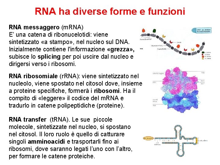 RNA ha diverse forme e funzioni RNA messaggero (m. RNA) E’ una catena di