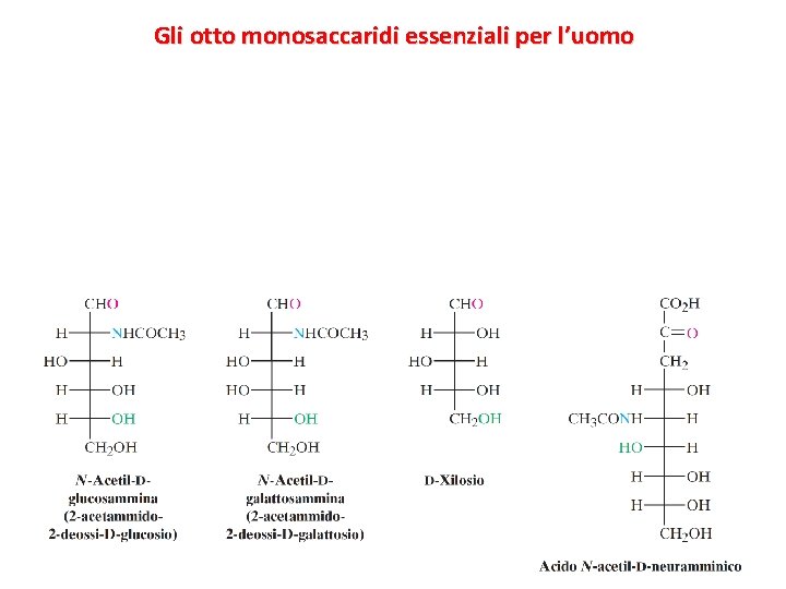 Gli otto monosaccaridi essenziali per l’uomo 