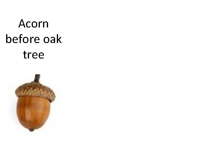 Acorn before oak tree 