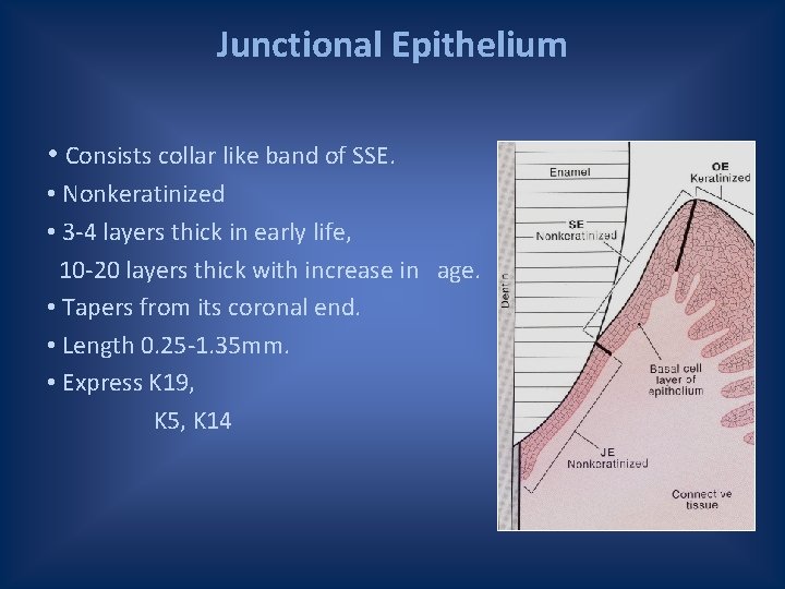 Junctional Epithelium • Consists collar like band of SSE. • Nonkeratinized • 3 -4