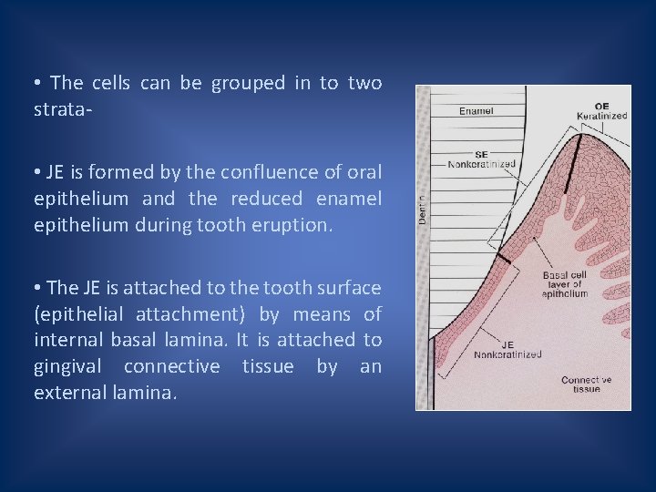  • The cells can be grouped in to two strata • JE is